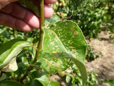 Blister Mite on a Conference pear leaf